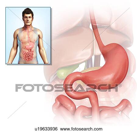Human stomach, illustration View Large Photo Image Stock Photograph - Human stomach, illustration. Fotosearch