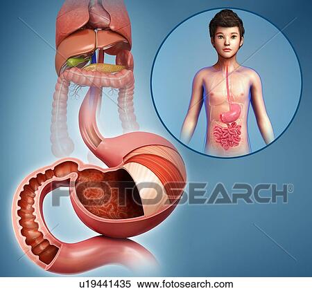 Stock Photography - Human stomach, illustration. Fotosearch