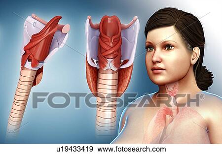 Human thyroid cartilage, illustration View Large Photo Image Stock Photo - Human thyroid cartilage, illustration. Fotosearch
