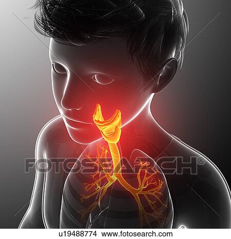 Human thyroid, illustration View Large Photo Image Picture - Human thyroid, illustration. Fotosearch