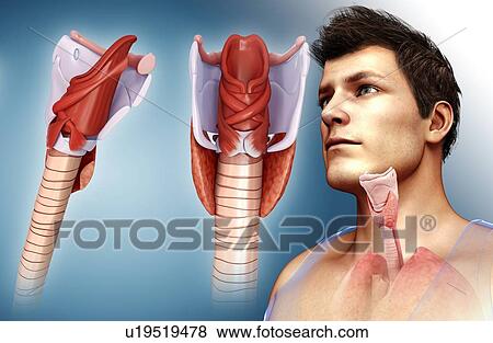 Human thyroid, illustration View Large Photo Image Stock Photo - Human thyroid, illustration. Fotosearch