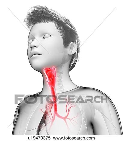 Stock Photography - Human thyroid, illustration. Fotosearch