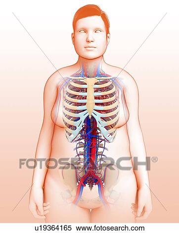 Stock Photography - Human vascular system, illustration. Fotosearch