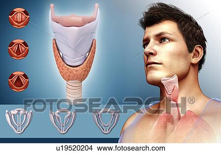 Picture - Human vocal cords, illustration. Fotosearch