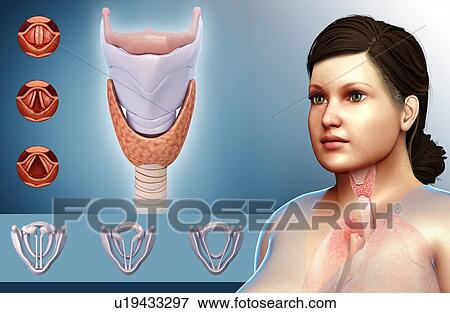 Stock Photo - Human vocal cords, illustration. Fotosearch