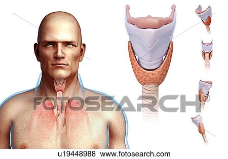 Human vocal cords, illustration View Large Photo Image Stock Photo - Human vocal cords, illustration. Fotosearch