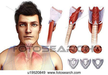 Human vocal cords, illustration View Large Photo Image Stock Photo - Human vocal cords, illustration. Fotosearch