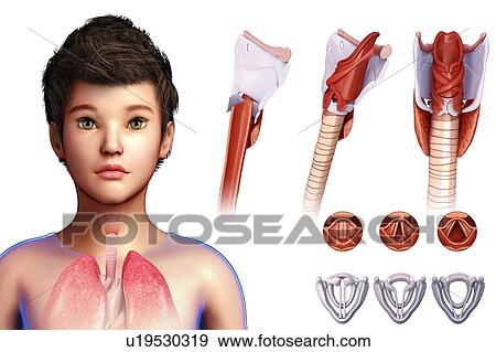 Human vocal cords, illustration View Large Photo Image Stock Photo - Human vocal cords, illustration. Fotosearch