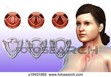 Stock Photography - Human vocal cords, illustration. Fotosearch