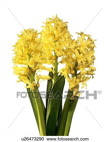 Hyacinth (Hyacinthus sp. ) View Large Photo Image Stock Image - Hyacinth (Hyacinthus sp. ). Fotosearch