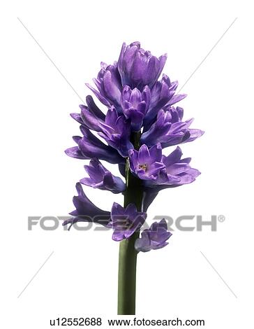Stock Photo - Hyacinth (Hyacinthus sp. ). Fotosearch