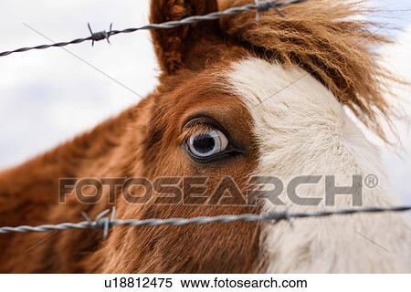 Icelandic horse, close-up, Fludir, Iceland View Large Photo Image Stock Photography - Icelandic horse, close-up, Fludir, Iceland. Fotosearch