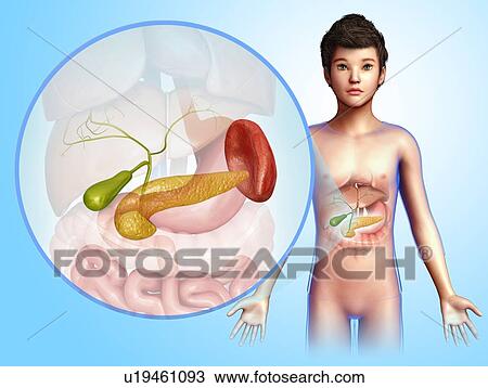 Internal organs of a child, illustration View Large Photo Image Stock Image - Internal organs of a child, illustration. Fotosearch