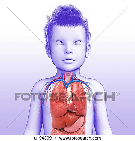 Internal organs of a child, illustration View Large Photo Image Stock Photo - Internal organs of a child, illustration. Fotosearch