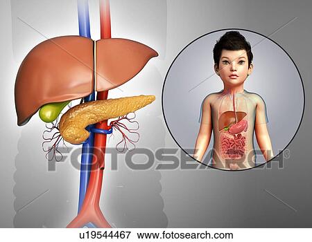 Internal organs of a child, illustration View Large Photo Image Stock Photo - Internal organs of a child, illustration. Fotosearch