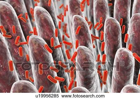 Stock Photography - Intestinal villi, bacteria, illustration. Fotosearch