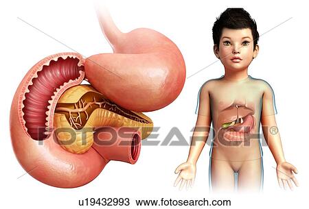Stock Image - Intestine of a child, illustration. Fotosearch