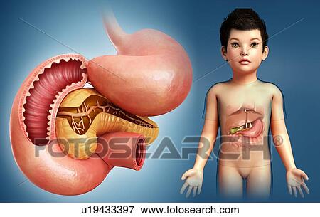 Stock Photo - Intestine of a child, illustration. Fotosearch