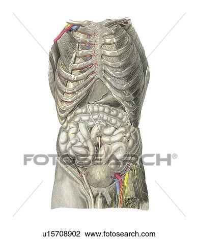 Intestines, artwork View Large Photo Image Stock Image - Intestines, artwork. Fotosearch