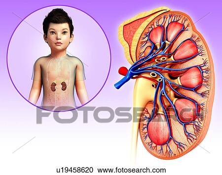 Kidney of a child, illustration View Large Photo Image Stock Image - Kidney of a child, illustration. Fotosearch