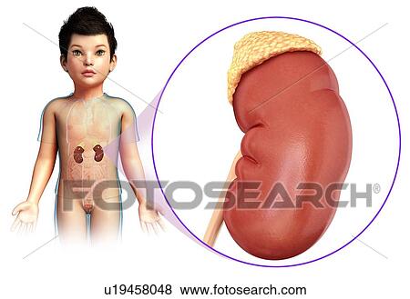 Stock Photo - Kidney of a child, illustration. Fotosearch