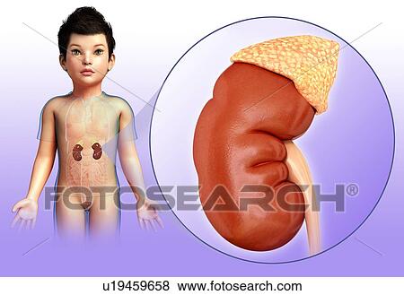 Stock Photo - Kidney of a child, illustration. Fotosearch