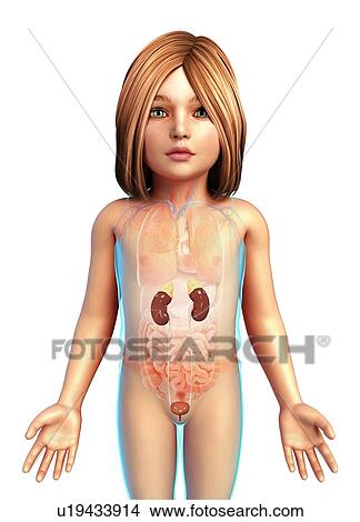 Kidneys of a child, illustration View Large Photo Image Picture - Kidneys of a child, illustration. Fotosearch