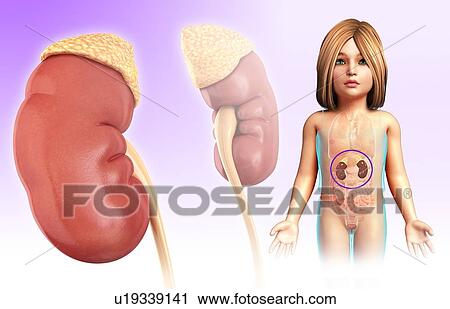 Kidneys of a child, illustration View Large Photo Image Stock Image - Kidneys of a child, illustration. Fotosearch