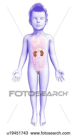 Stock Image - Kidneys of a child, illustration. Fotosearch