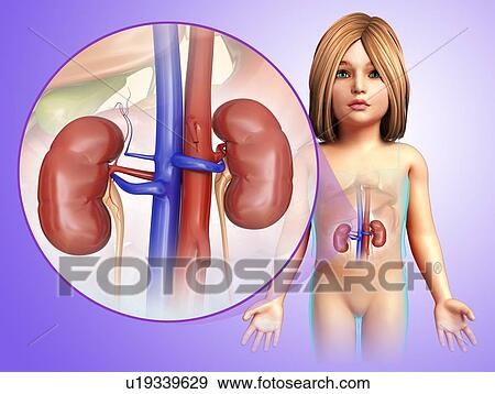 Kidneys of a child, illustration View Large Photo Image Stock Photo - Kidneys of a child, illustration. Fotosearch