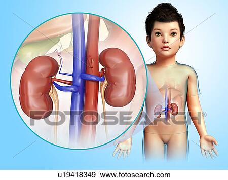 Kidneys of a child, illustration View Large Photo Image Stock Photo - Kidneys of a child, illustration. Fotosearch