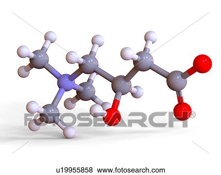 L-Carnitine food supplement molecule View Large Photo Image Stock Photo - L-Carnitine food supplement molecule. Fotosearch