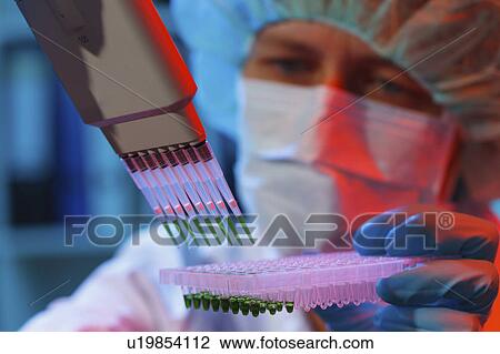 Lab assistant using multi pipette View Large Photo Image Stock Image - Lab assistant using multi pipette. Fotosearch