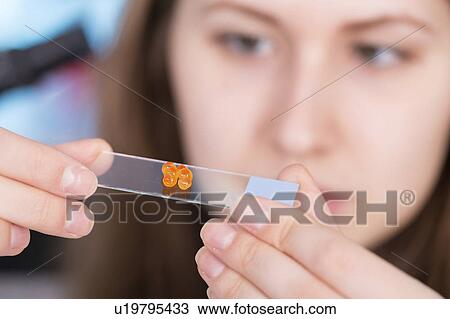 Stock Image - Lab technician holding microscope slide. Fotosearch