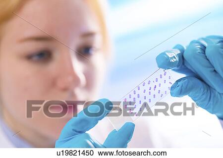 Lab technician holding microscope slide View Large Photo Image Stock Image - Lab technician holding microscope slide. Fotosearch