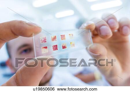 Lab technician holding microscope slide View Large Photo Image Stock Photograph - Lab technician holding microscope slide. Fotosearch