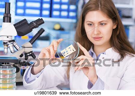 Lab technician holding petri dish View Large Photo Image Stock Photo - Lab technician holding petri dish. Fotosearch