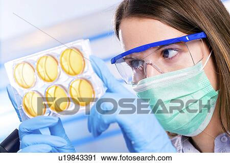 Lab technician holding petri dishes View Large Photo Image Stock Image - Lab technician holding petri dishes. Fotosearch