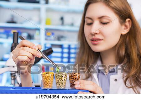 Picture - Lab technician testing legumes in lab. Fotosearch