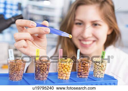 Lab technician testing legumes in lab View Large Photo Image Stock Image - Lab technician testing legumes in lab. Fotosearch
