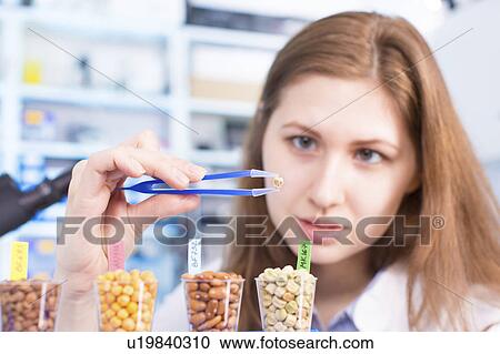Lab technician testing legumes in lab View Large Photo Image Stock Image - Lab technician testing legumes in lab. Fotosearch