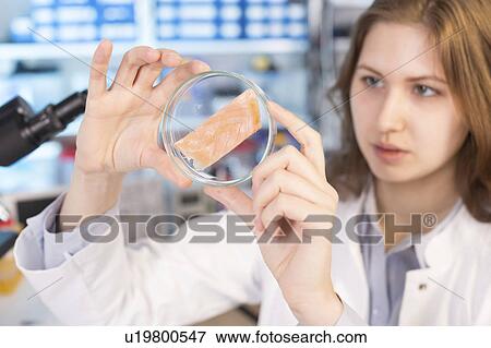 Stock Photo - Lab technician testing salmon in lab. Fotosearch