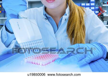 Lab technician using micro pipette View Large Photo Image Stock Photograph - Lab technician using micro pipette. Fotosearch