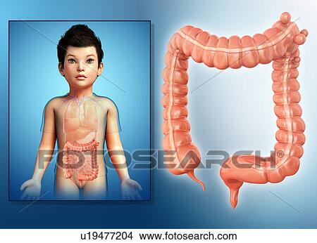 Picture - Large intestine of a child, illustration. Fotosearch