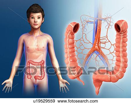 Stock Photo - Large intestine of a child, illustration. Fotosearch
