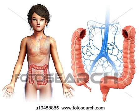 Stock Photography - Large intestine of a child, illustration. Fotosearch