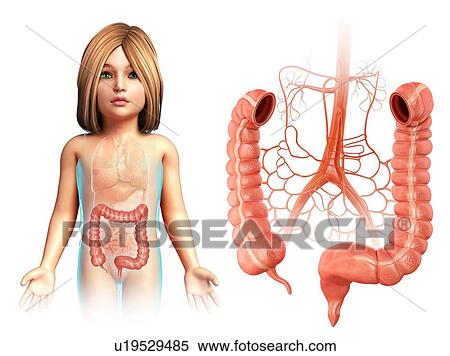 Large intestine of a child, illustration View Large Photo Image Stock Photography - Large intestine of a child, illustration. Fotosearch
