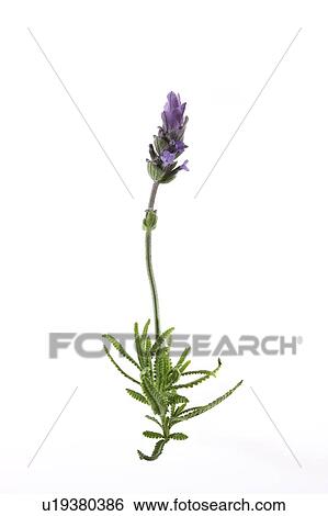 Lavender View Large Photo Image Stock Photograph - Lavender. Fotosearch