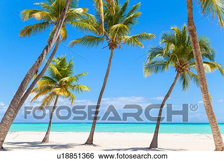 Leaning palm trees on beach, Dominican Republic, The Caribbean View Large Photo Image Stock Photograph - Leaning palm trees on beach, Dominican Republic, The Caribbean. Fotosearch