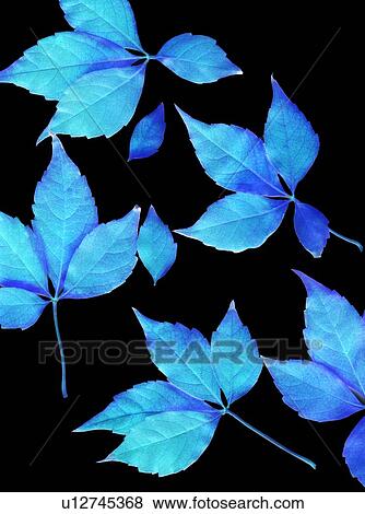 Stock Photo - Leaves. Fotosearch
